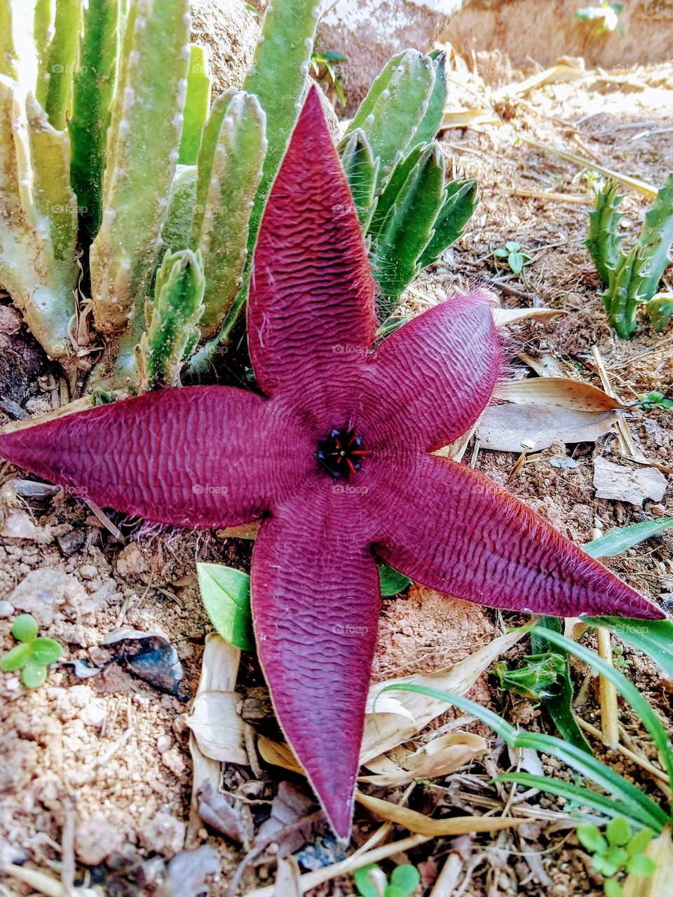 star cactus