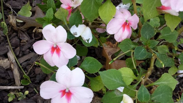 flowers