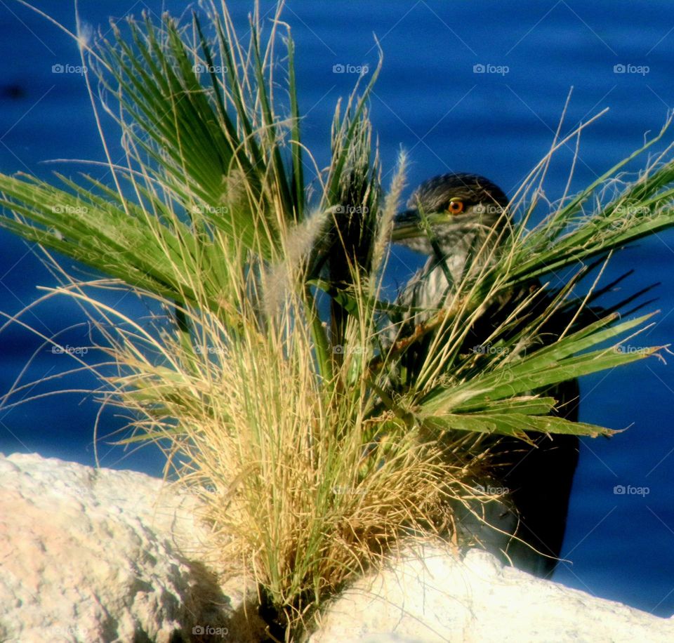 Heron Hiding Behind Shrubbery