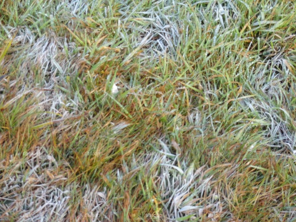 Snow drops on grass