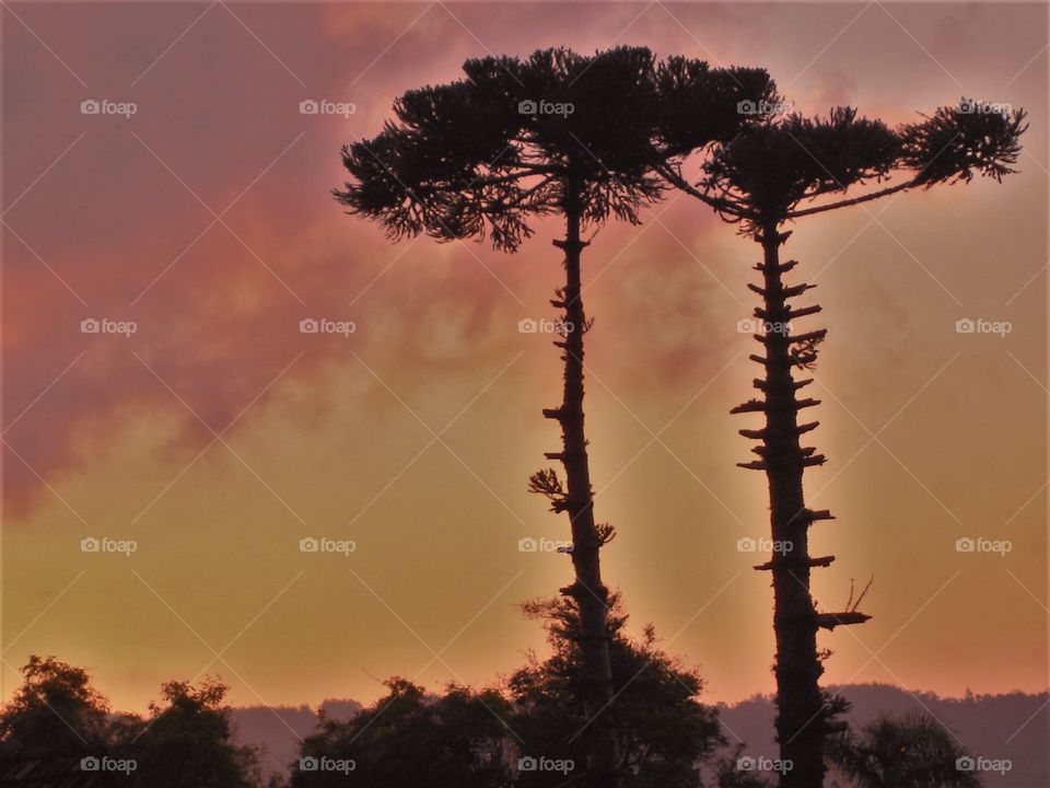 Pines and sunset. / Pinheiros e pôr do sol.