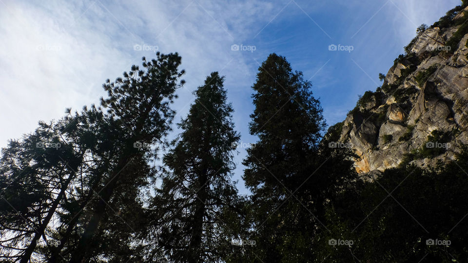 Wondrous beauties of nature, mighty tall evergreens