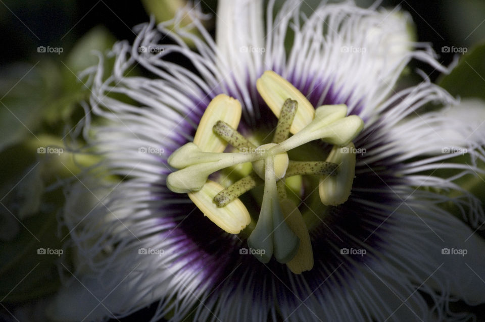 Passion fruit flower