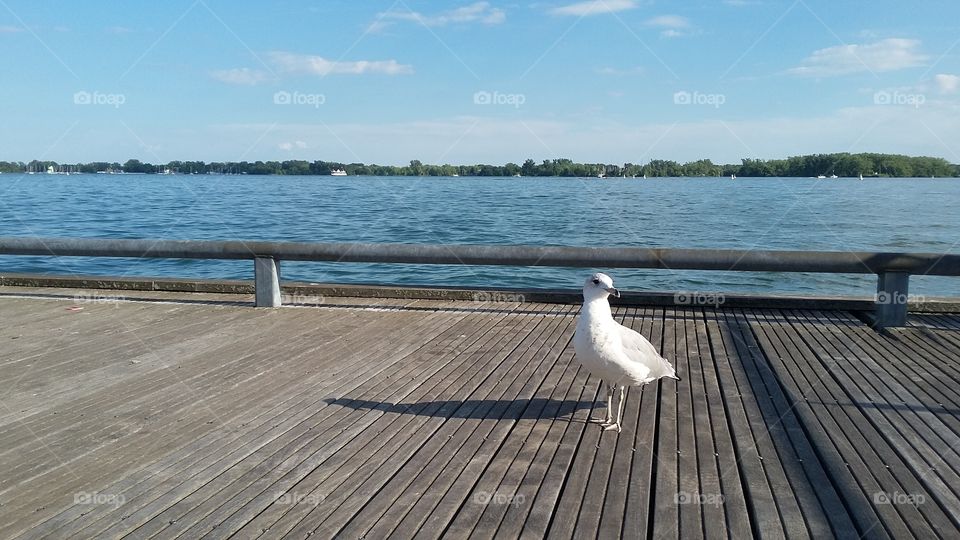 Gull on a pier