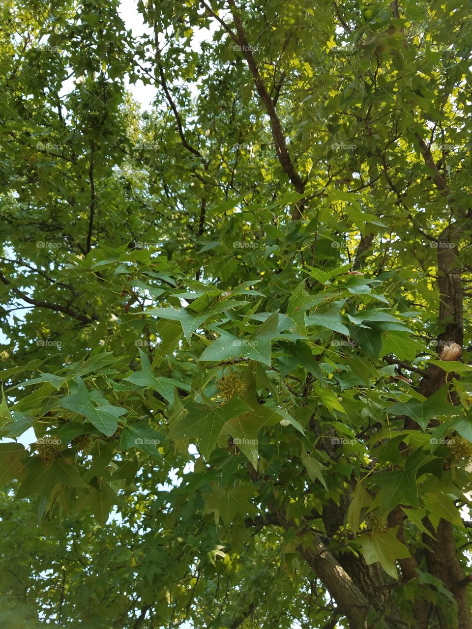 sweetgum tree