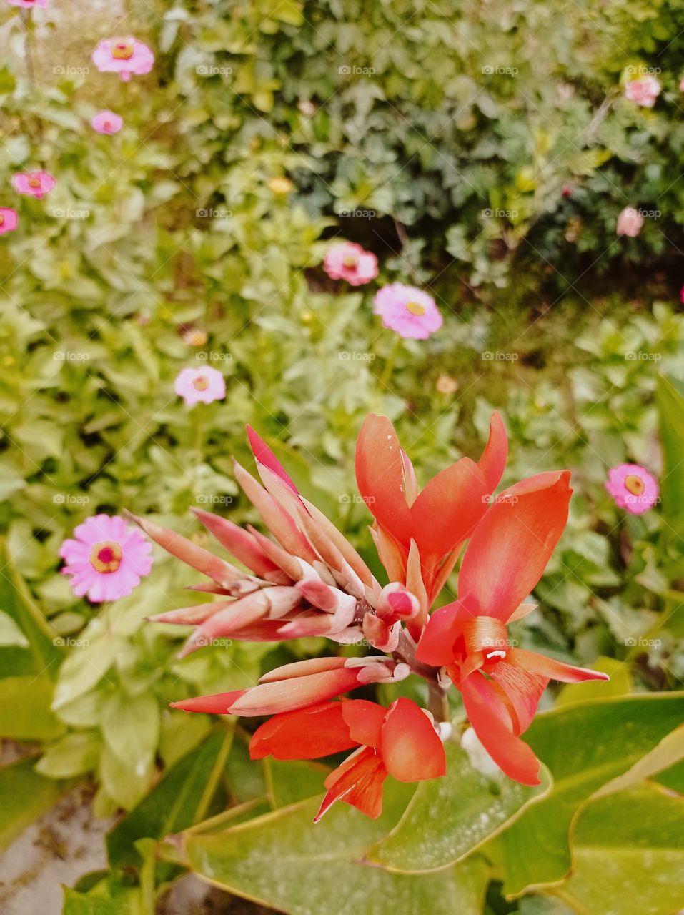 🌺🌺🌺