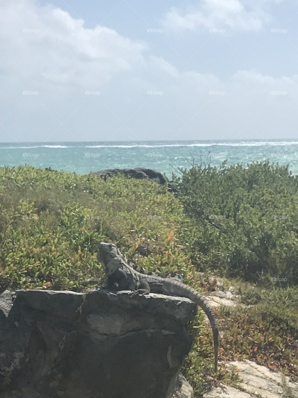 Iguana by the sea