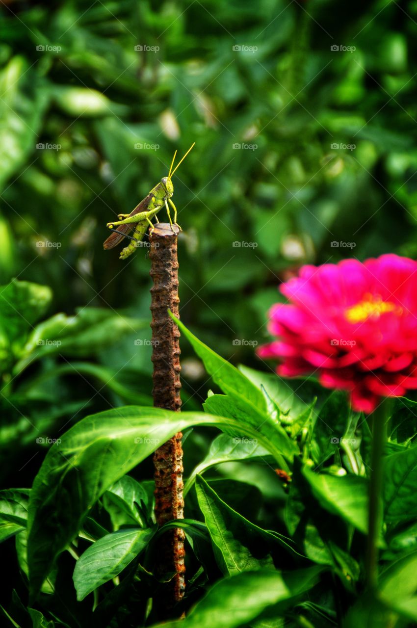 Proud grasshopper posing for the camera.