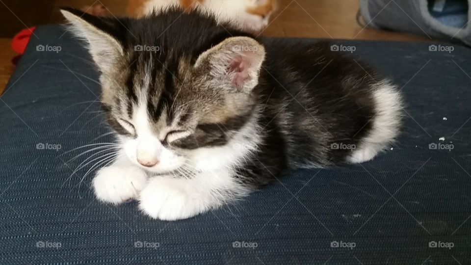A sleeping black and white tabby kitten
