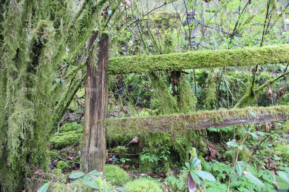 Mossy path