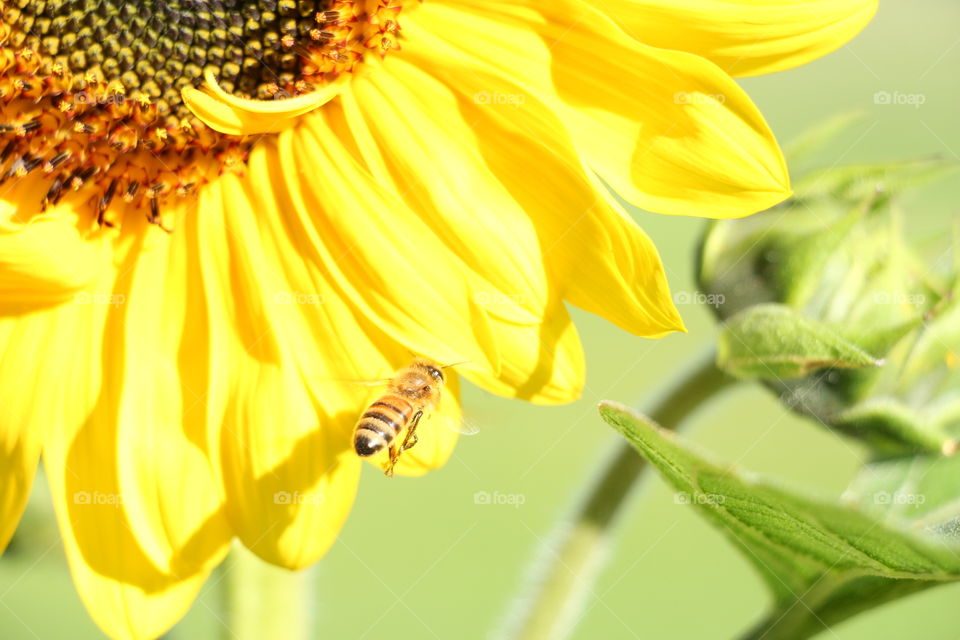Sunflower and honey bee