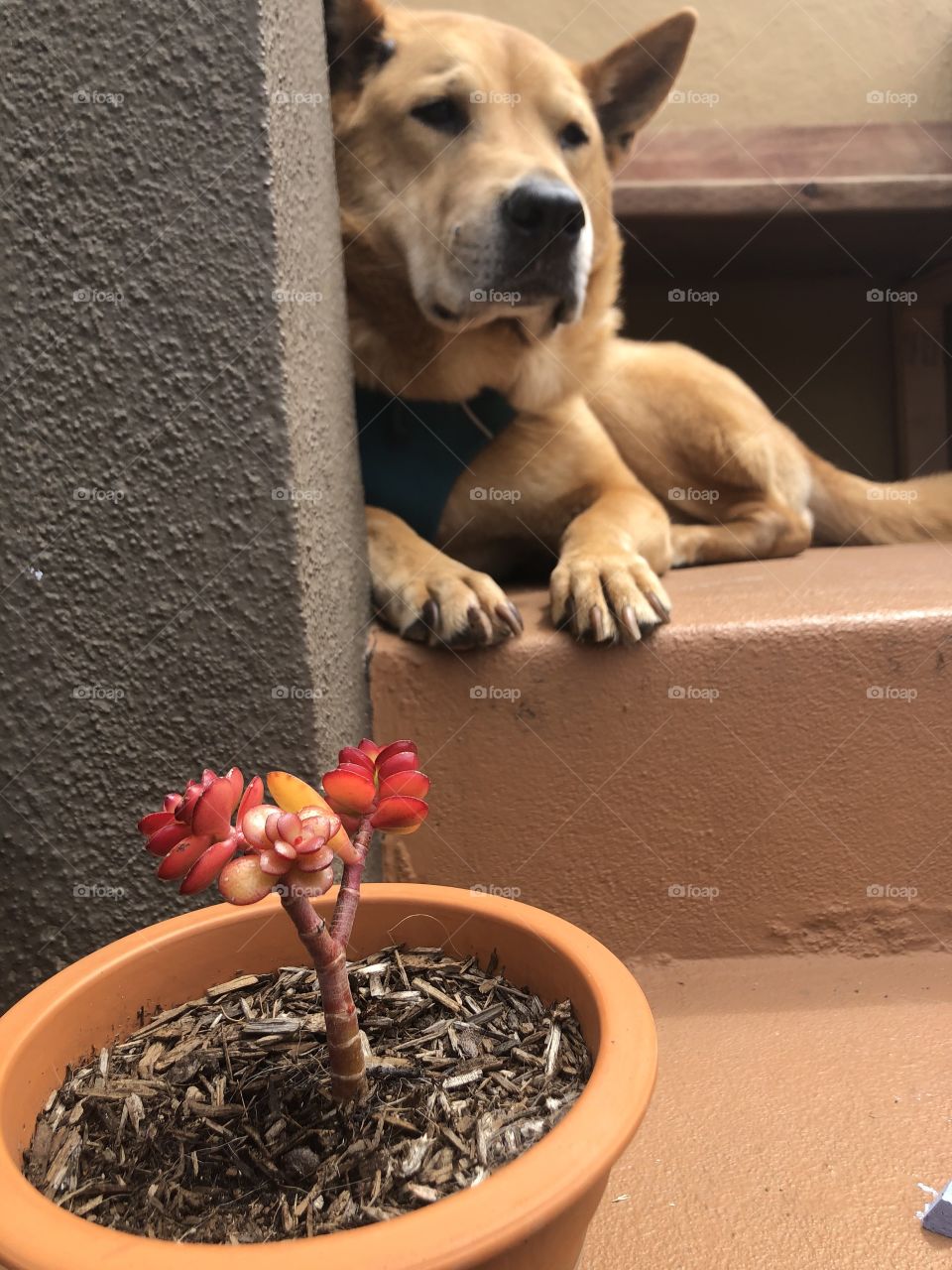 Dog and plant