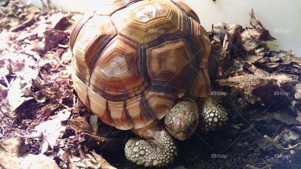 The Tortoise . A little pet waiting for something to happen