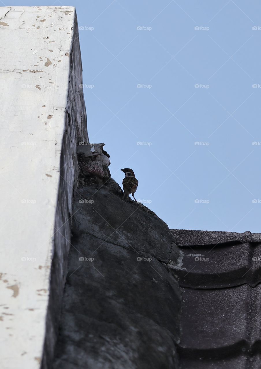 bird catched on the roof