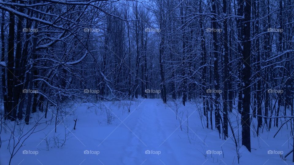 walk in winter woods