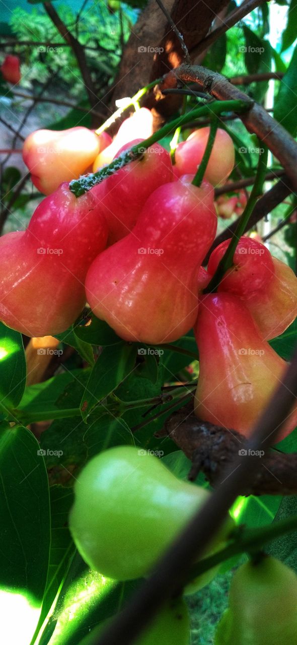Water guava still on the tree