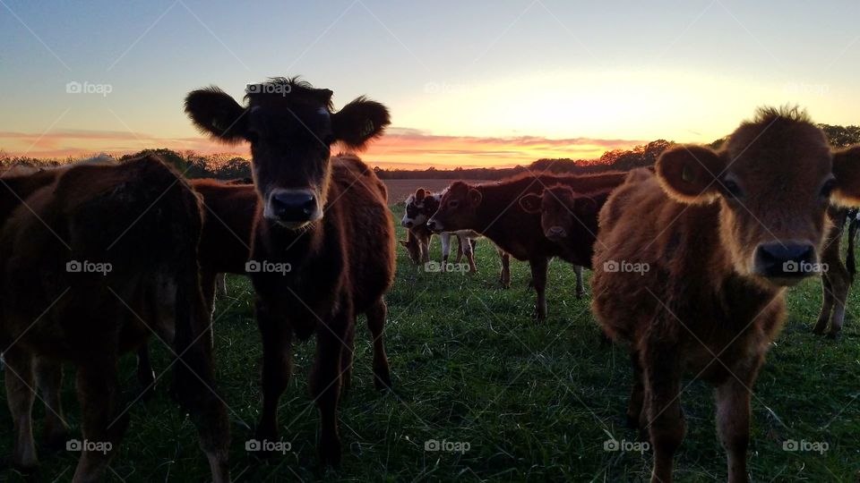 Mammal, Agriculture, Cow, Cattle, Livestock