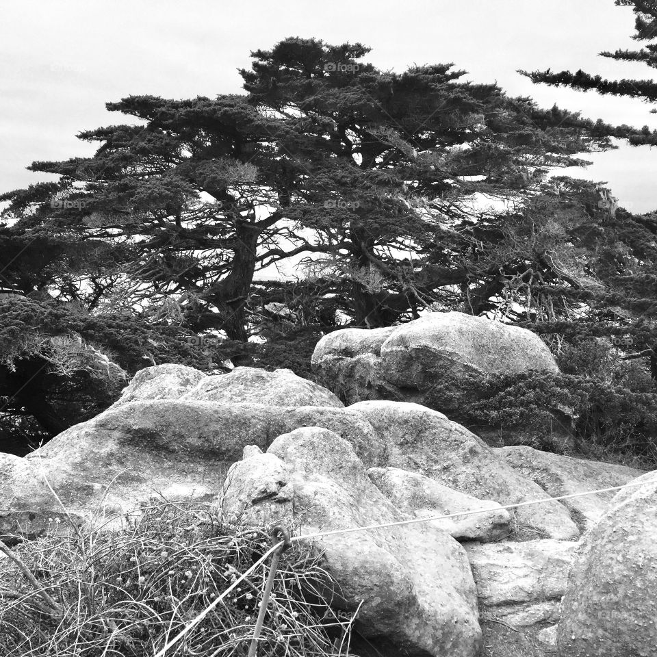 Monterey Cypress and rocks