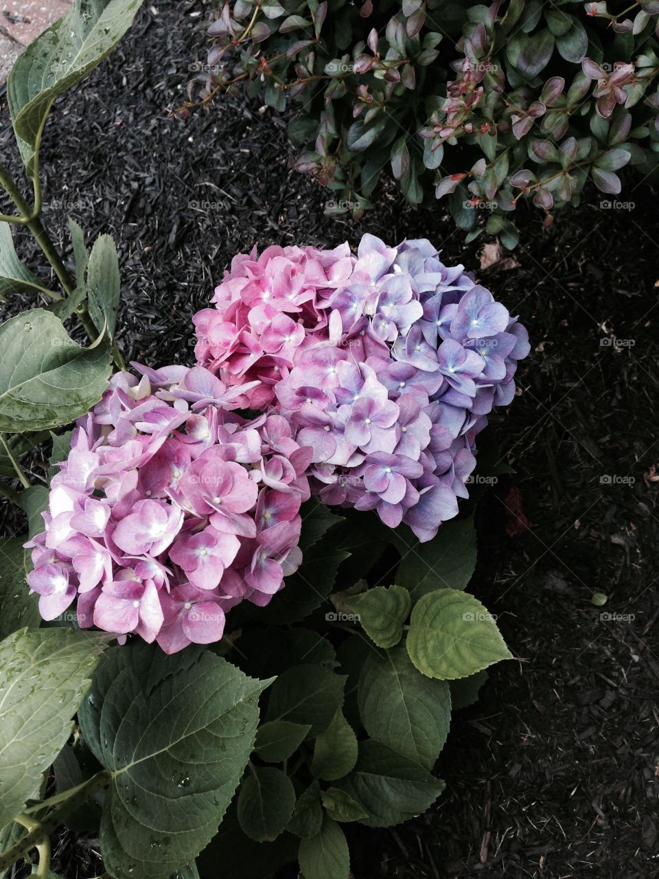 Hydrangeas . Second year hydrangea in blues, purples and pinks