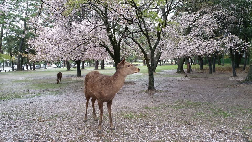 Nara Deers