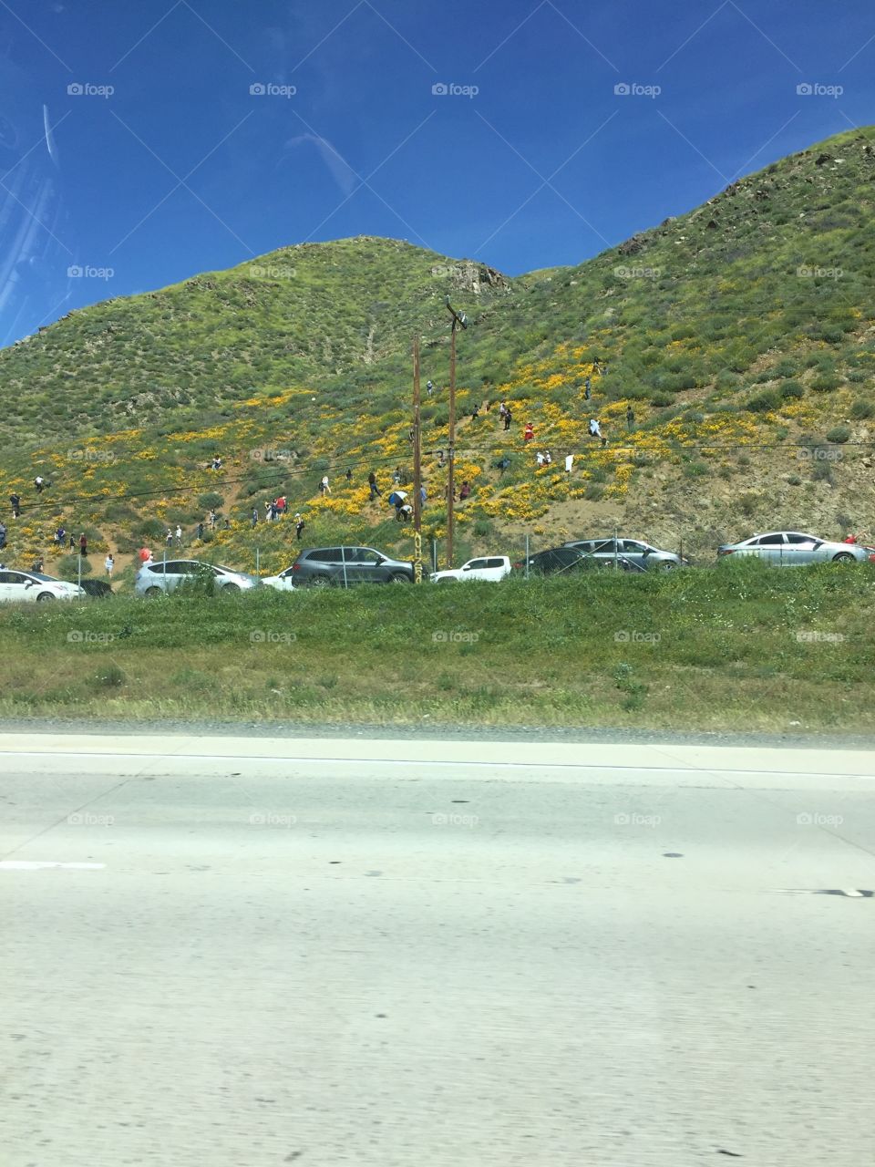 People climbing mountain for flowers