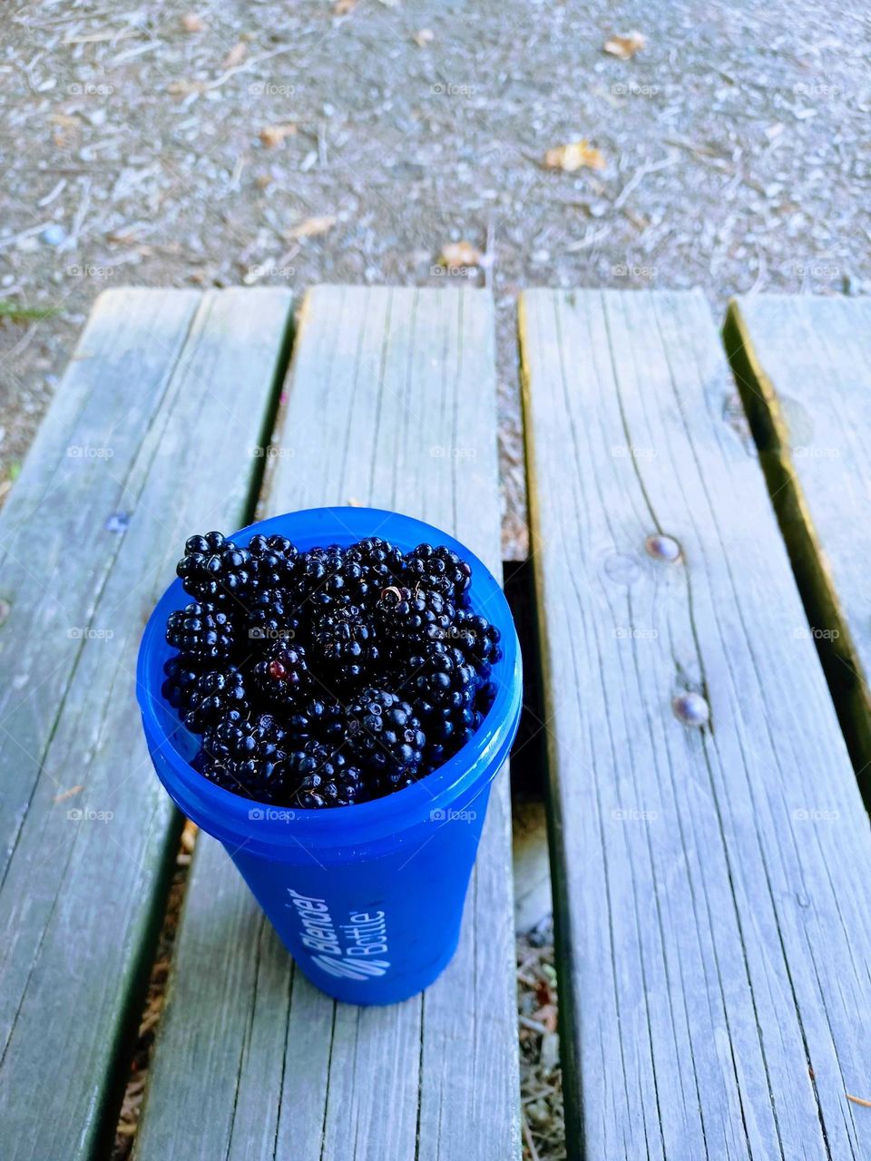 Berries picked and ready to be made into juice in the Blender Bottle .