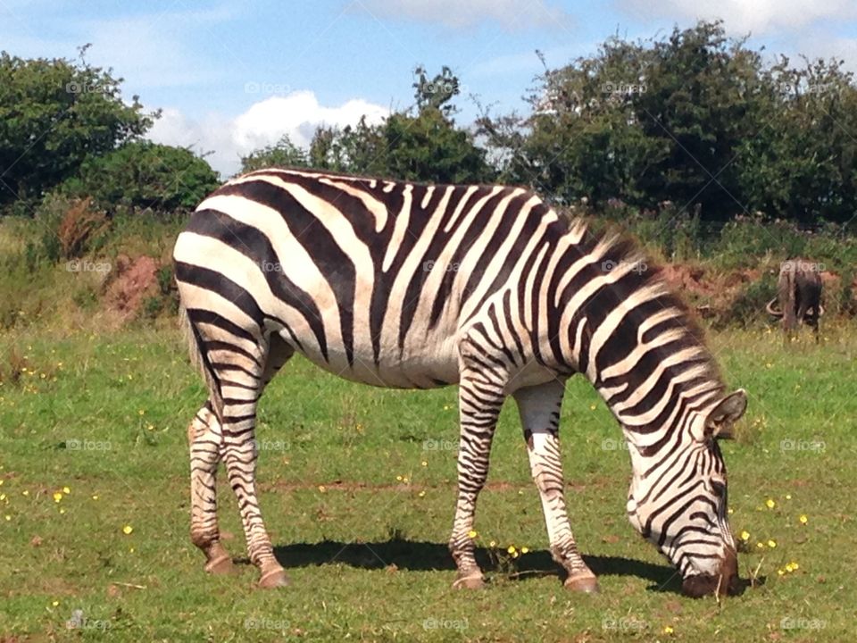 Zebra