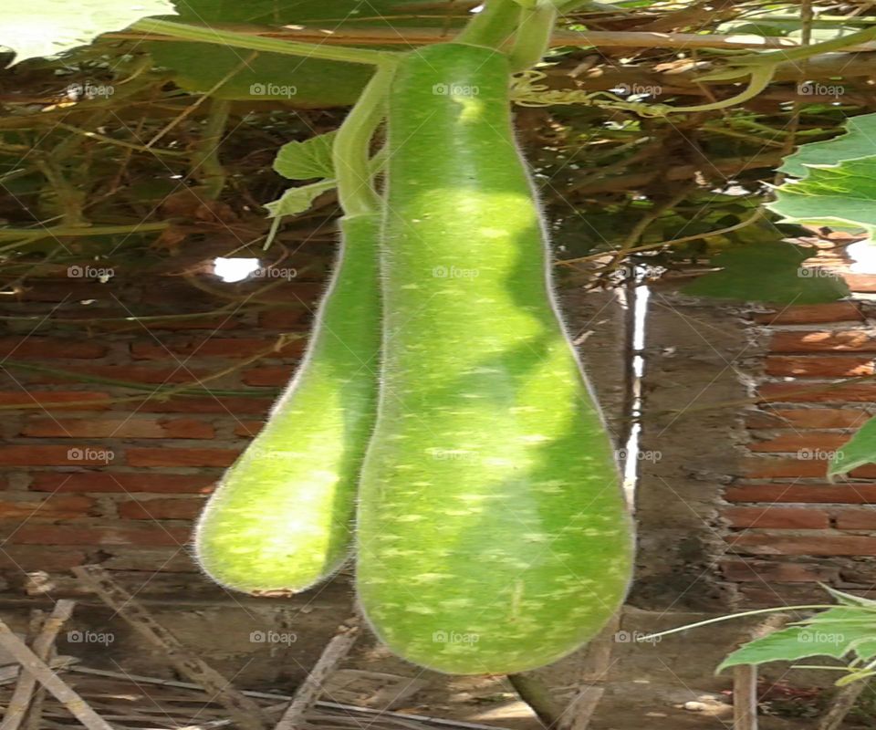 Garden fresh bottle guard