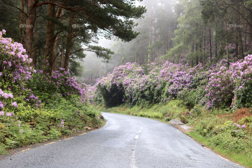 a beautiful road in ireland