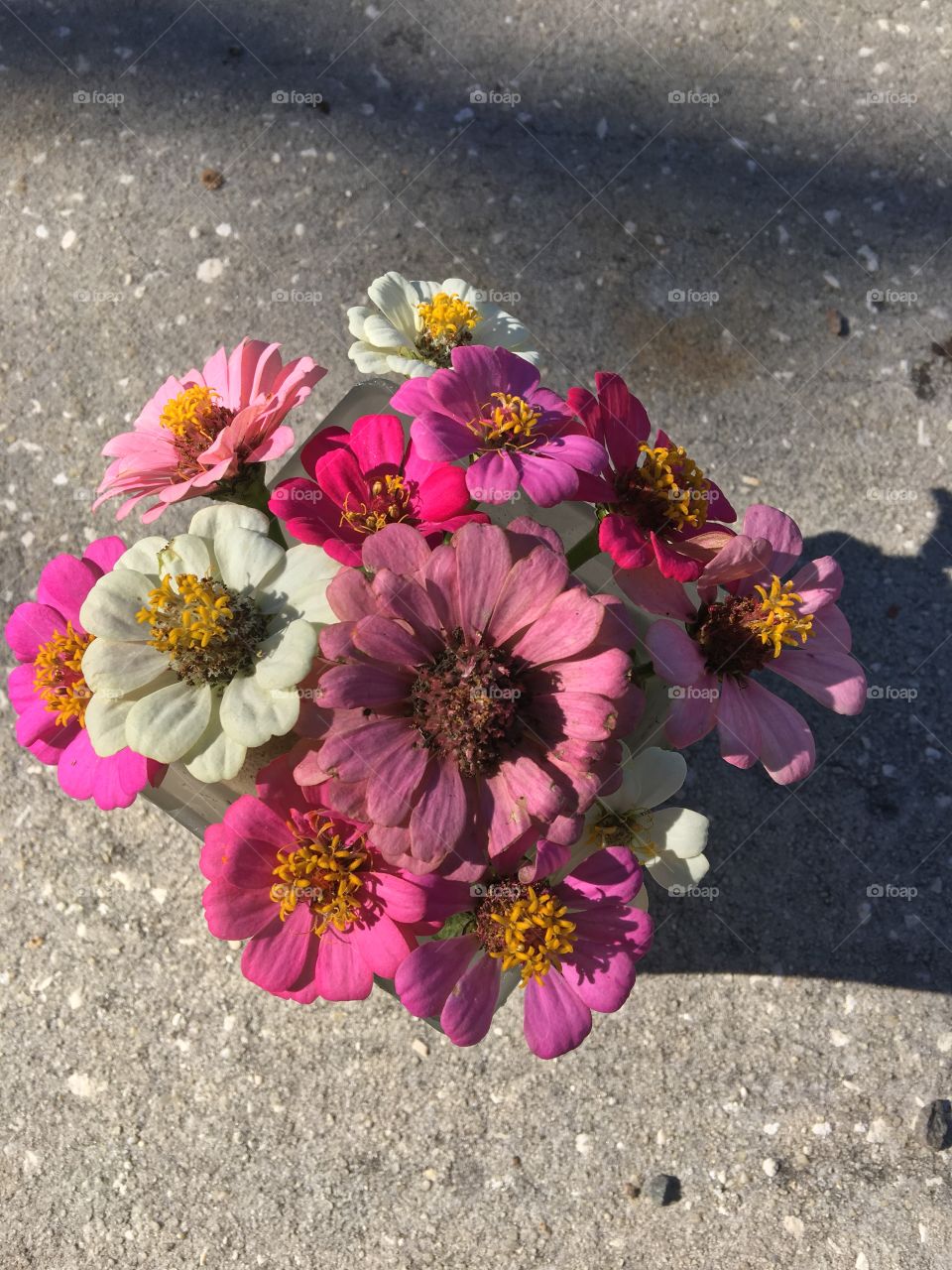 Radiant color of home grown Zinnia annual flowers bursting with color. Excellent centerpiece