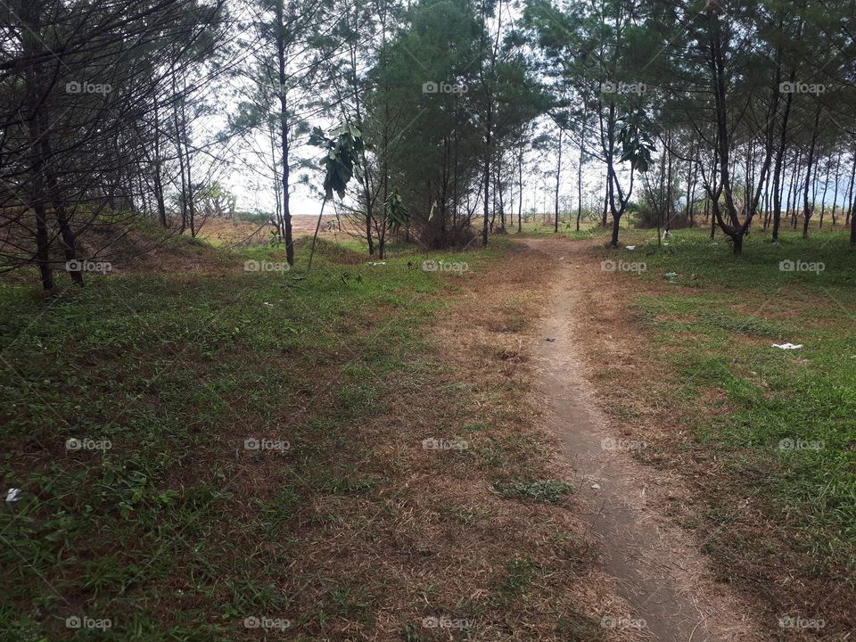 bright green beech and maple forest in spring with lush herbaceous vegetation covering the ground and leaves starting to sprout on sunny day