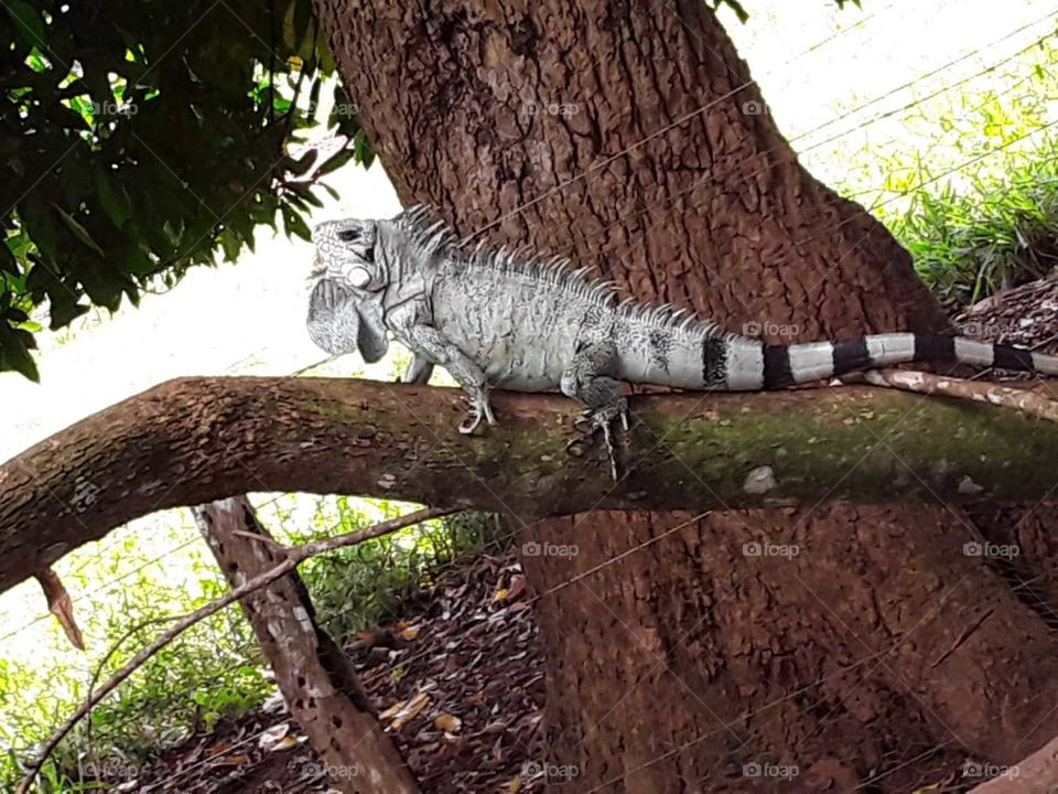 Todo ser tem sua esplêndida beleza.