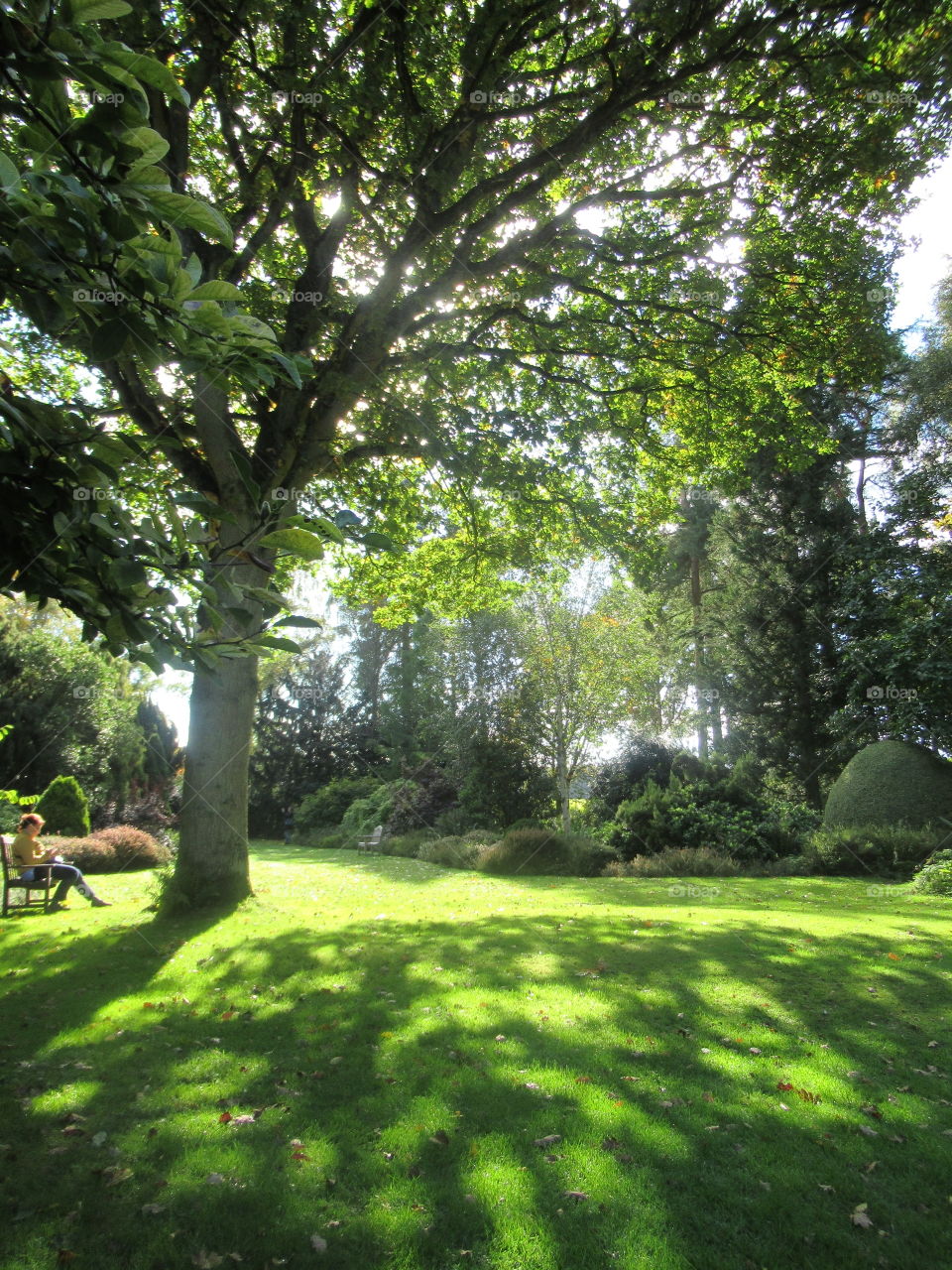 Autumn sunlight shining through the branches of the trees on to the grass