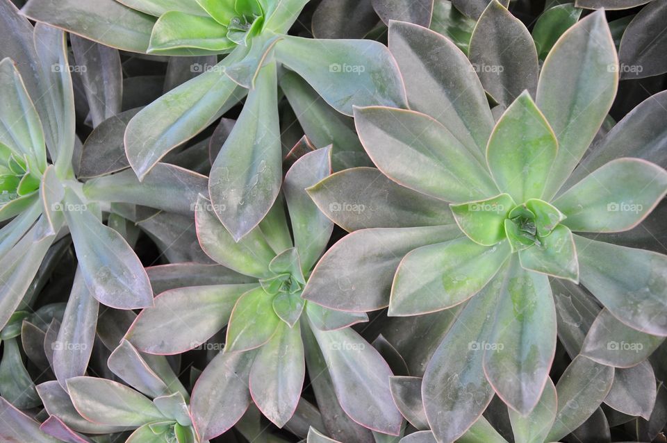 Miniature succulent plant texture. Close up. Gray and green leaves texture or background.