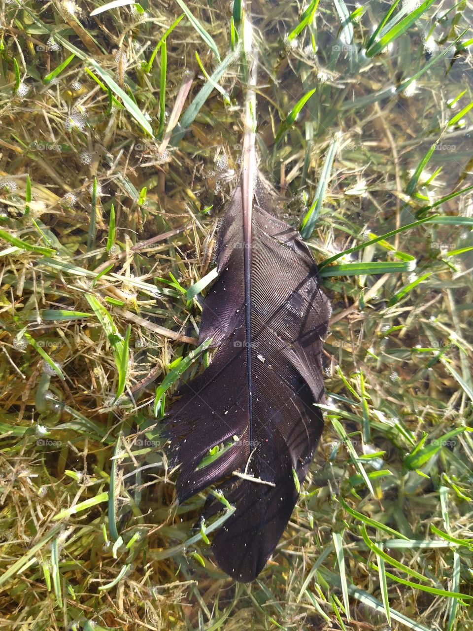 Feather in a wet herb