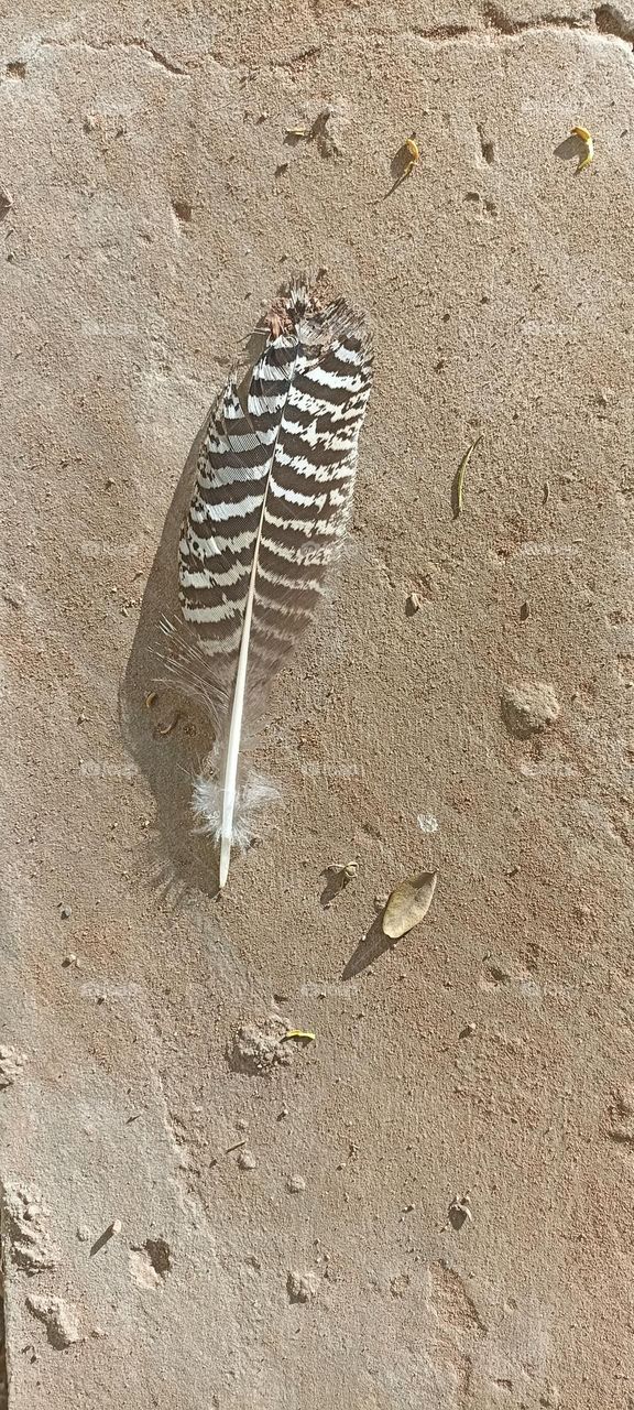 Turkey wing feather