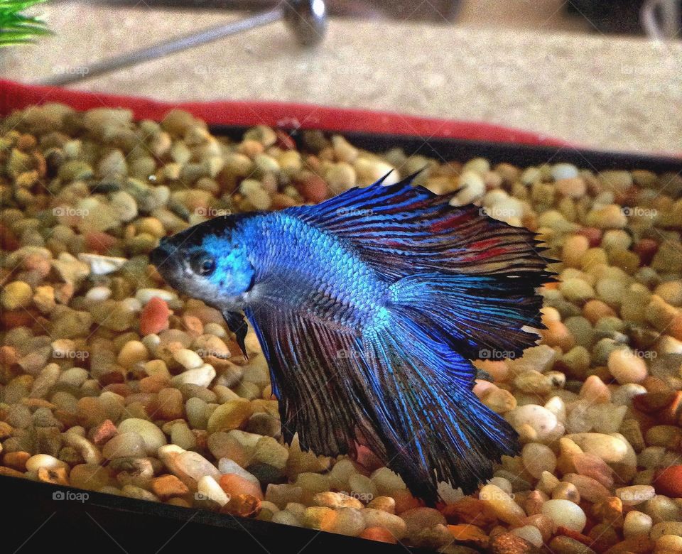 Betta fish Mr. Jingles enjoying life