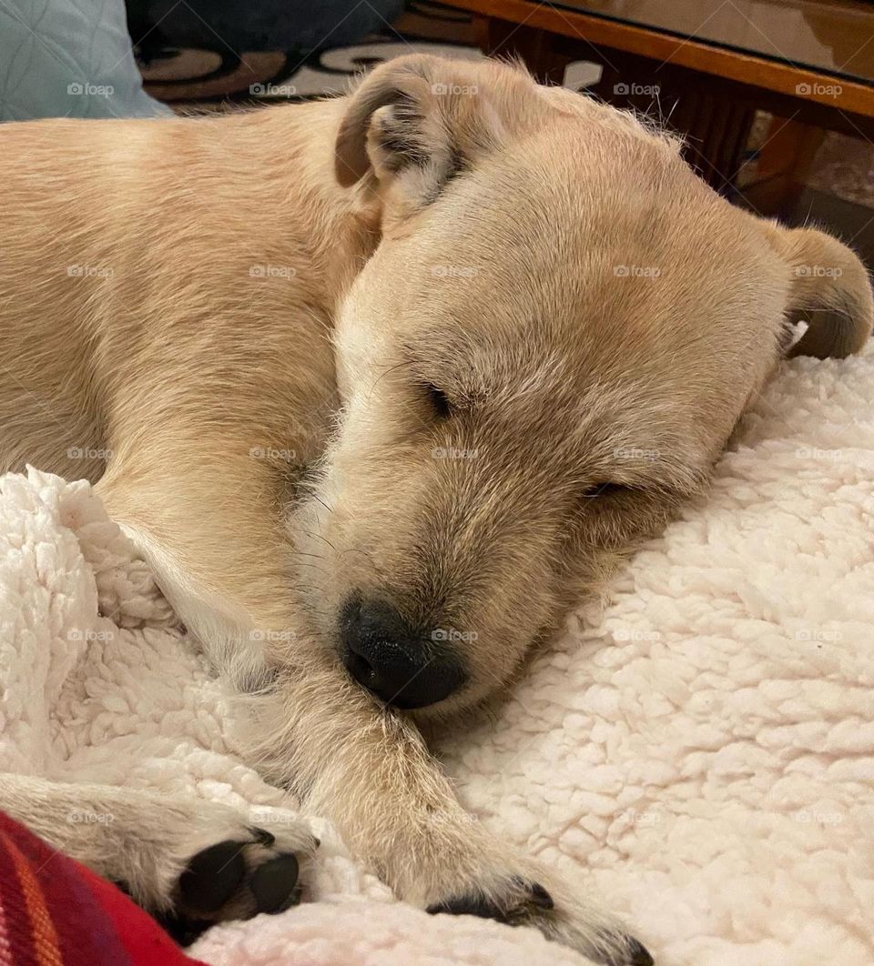 Sleepy puppy snuggled with blankets
