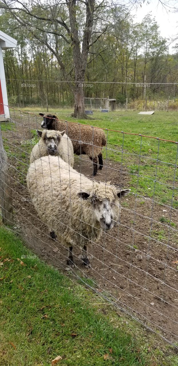 Sheep on the farm waiting for shearing.