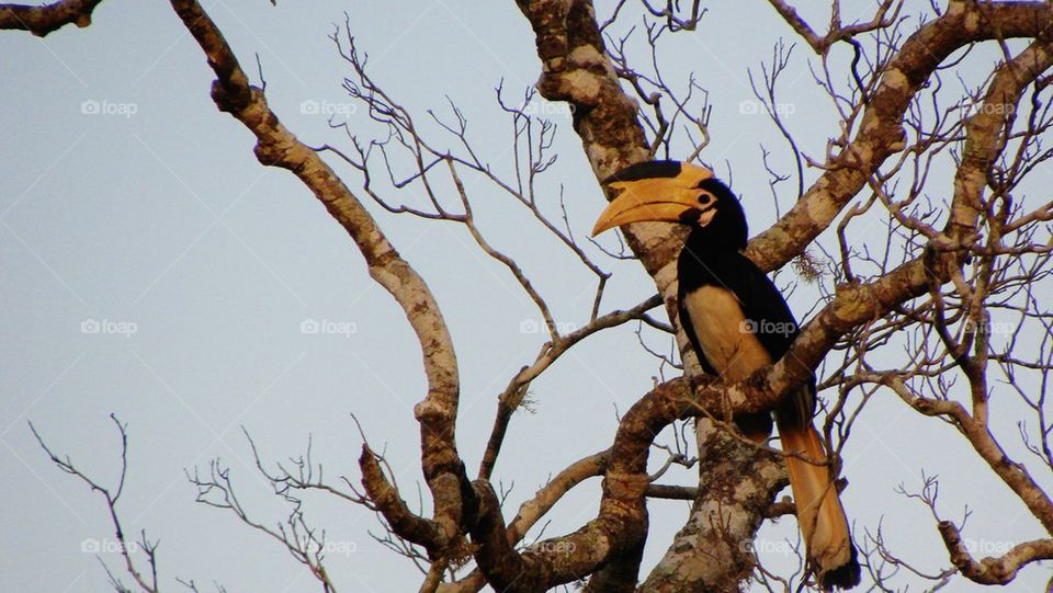 Hornbill, kedeththa 