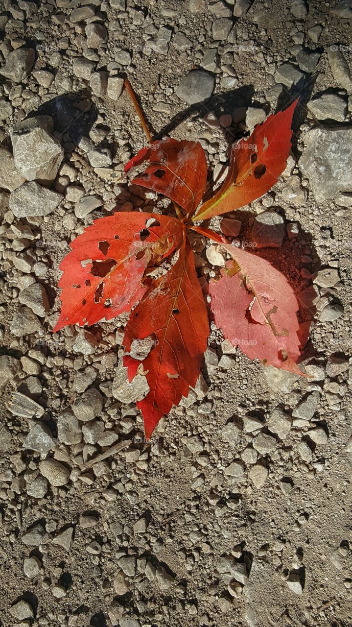 fallen maple leaf