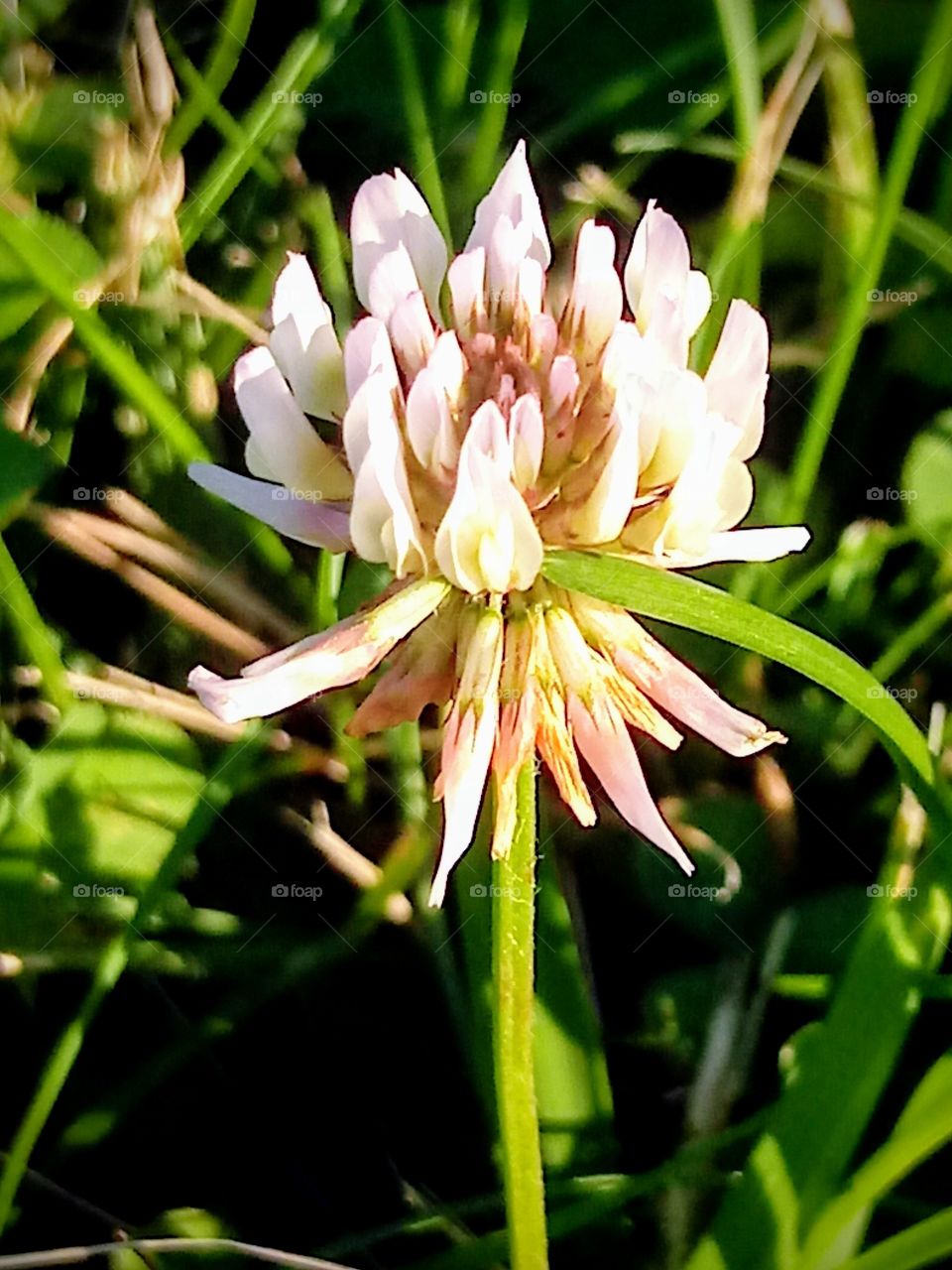 White clover