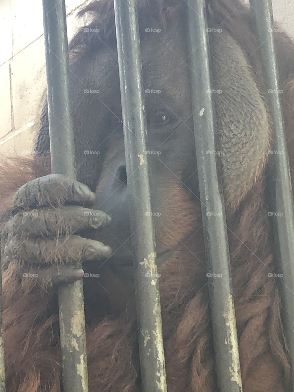 Orangutan 