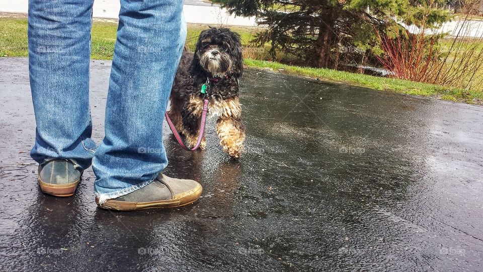 Dog Outdoors After Rain