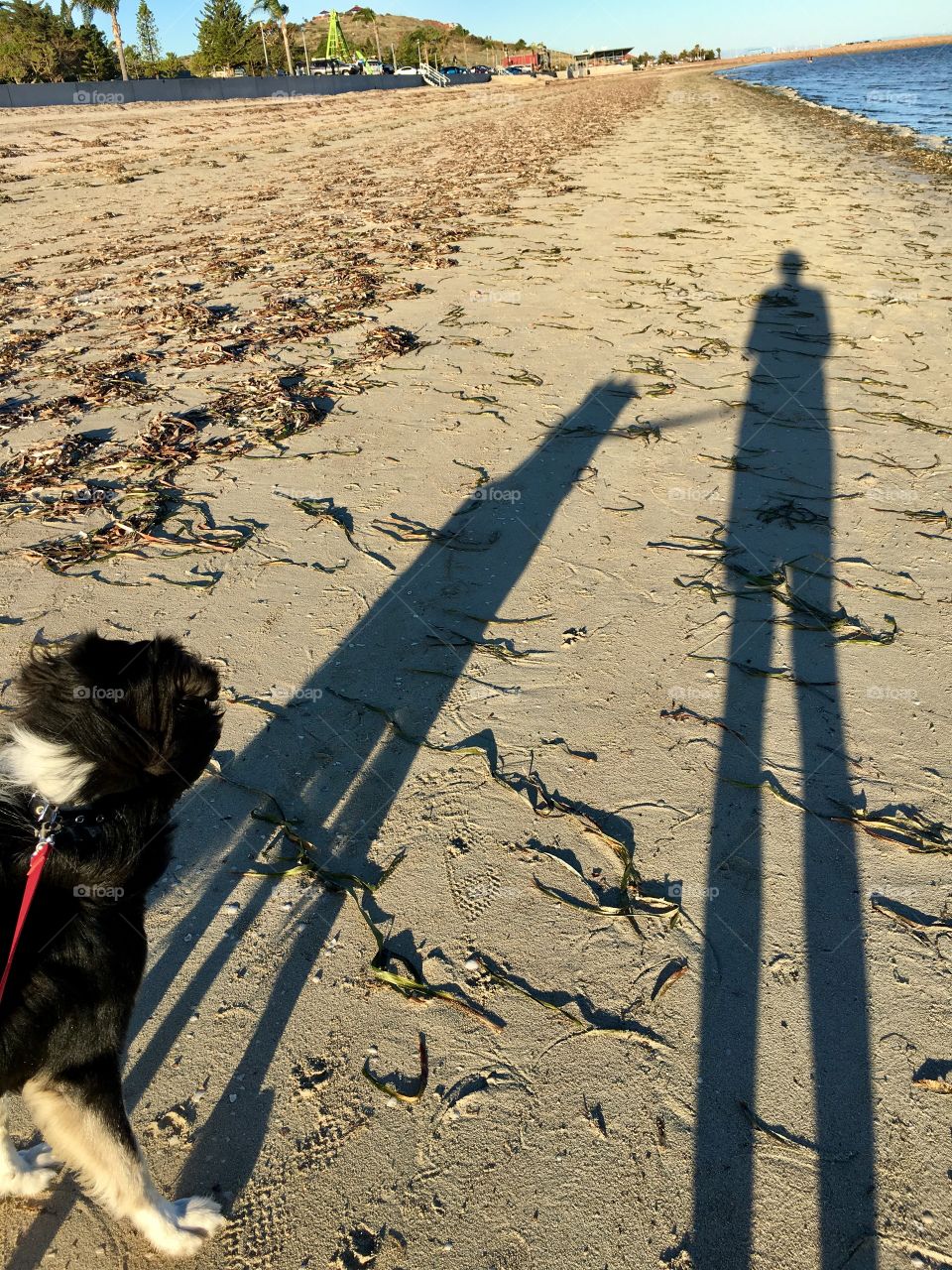 Long shadows of dog and owner walking on beach at high noon