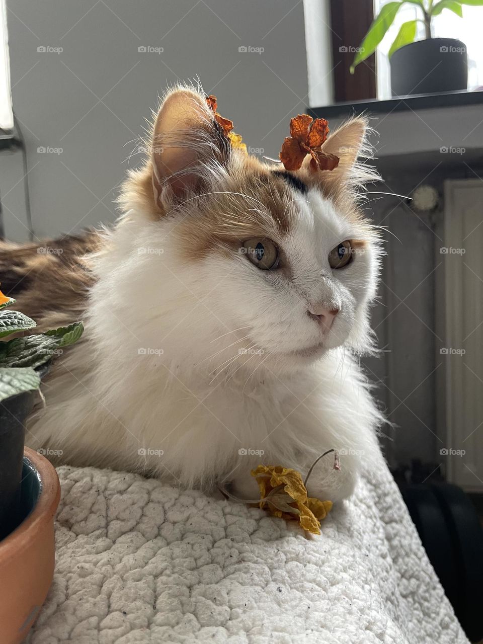 Cat with flower 