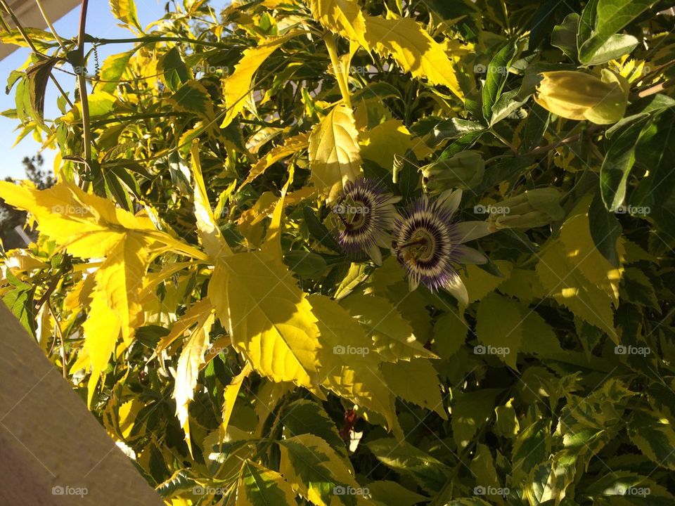 Double passionflowers