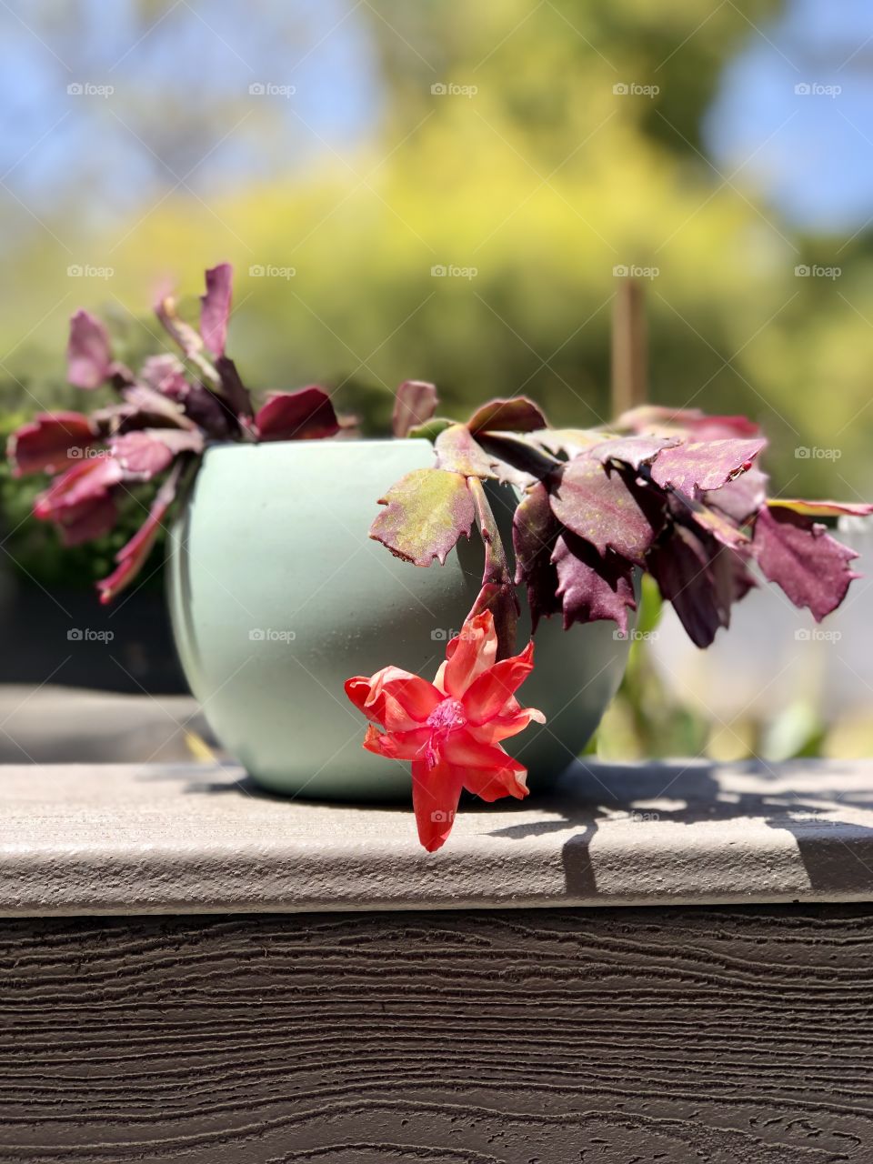 Blooming Christmas cactus in turquoise pot