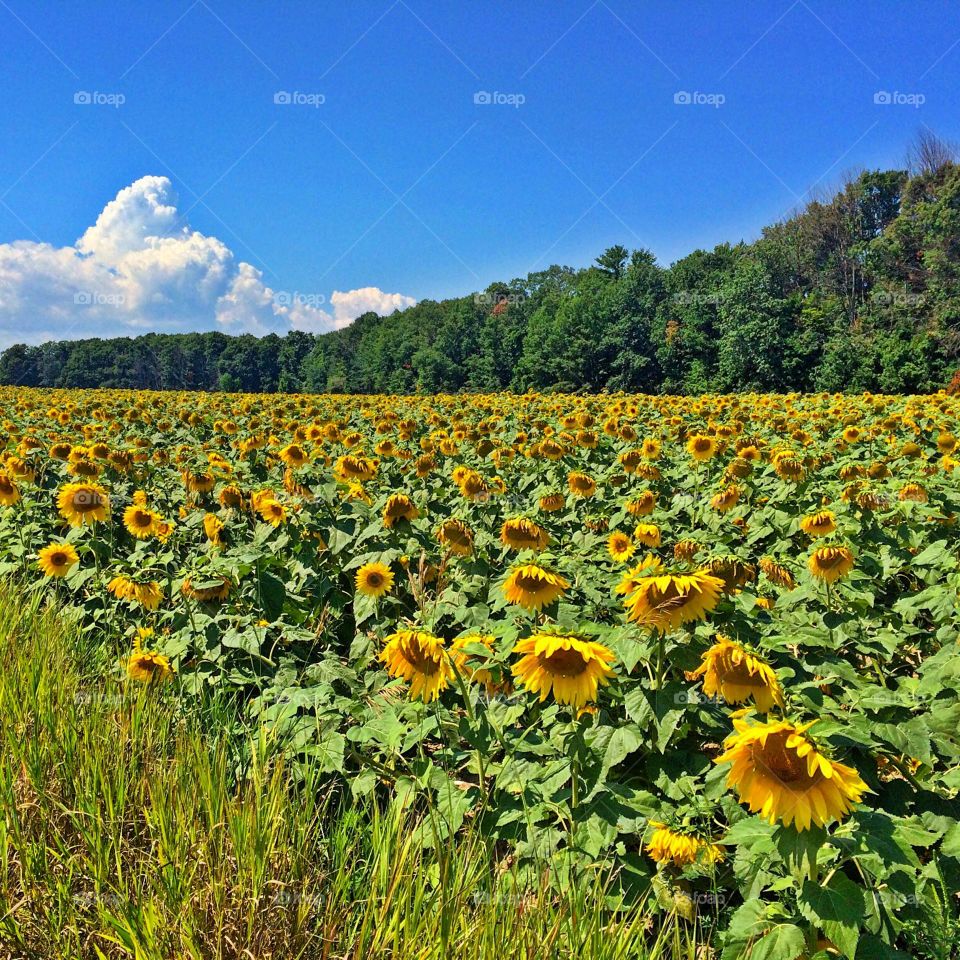 Sunflower field