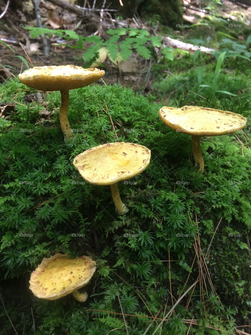 Mushroom. Forest